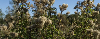 Konjska griva (Eupatorium cannabinum)